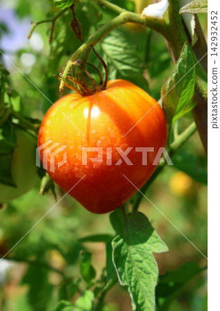Ripe Tomatoes Growing on the Vine in a Vegetable Garden Ripe Tomatoes Growing on the Vine in a Vegetable Garden 142932452