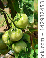 Ripe Tomatoes Growing on the Vine in a Vegetable Garden Ripe Tomatoes Growing on the Vine in a Vegetable Garden 142932453