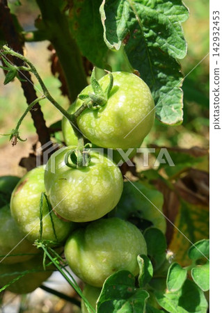 Ripe Tomatoes Growing on the Vine in a Vegetable Garden Ripe Tomatoes Growing on the Vine in a Vegetable Garden 142932453