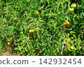 Ripe Tomatoes Growing on the Vine in a Vegetable Garden Ripe Tomatoes Growing on the Vine in a Vegetable Garden 142932454