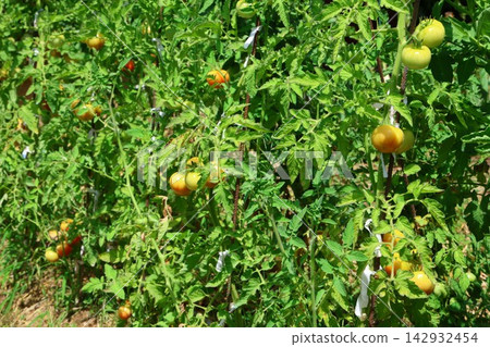 Ripe Tomatoes Growing on the Vine in a Vegetable Garden Ripe Tomatoes Growing on the Vine in a Vegetable Garden 142932454