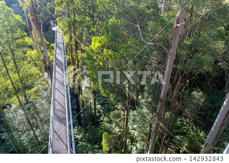 Treetop walk in eucalyptus forest, Great Otway National Park, Australia Treetop walk in eucalyptus forest, Great Otway National Park, Australia 142932843
