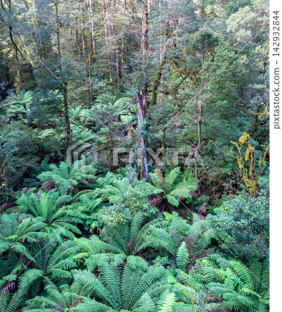 Lush ferns and eucalyptus trees in Great Otway National Park, Victoria, Australia Lush ferns and eucalyptus trees in Great Otway National Park, Victoria, Australia 142932844