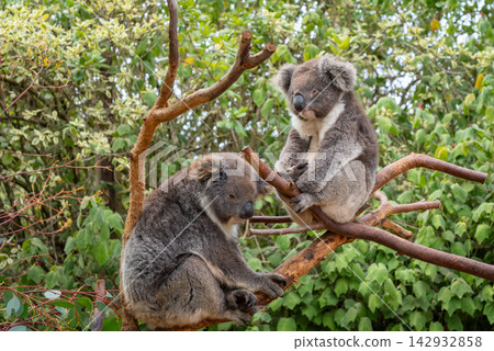Two koalas resting on tree branches in Kangaroo Island, Australia Two koalas resting on tree branches in Kangaroo Island, Australia 142932858