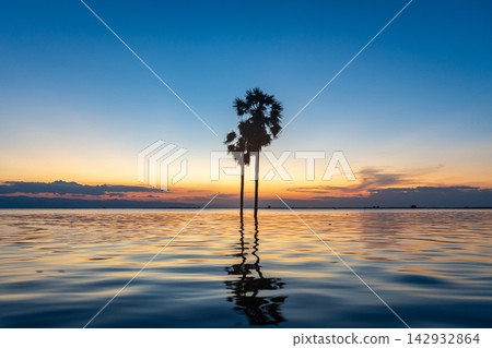 Borassus palms at sunset on Lake Tempe, Sulawesi, Indonesia Borassus palms at sunset on Lake Tempe, Sulawesi, Indonesia 142932864