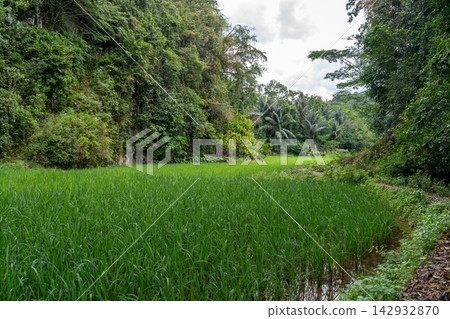 Lush green rice fields in Toraja, Sulawesi, Indonesia Lush green rice fields in Toraja, Sulawesi, Indonesia 142932870