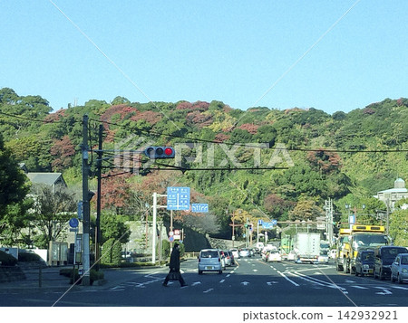 Autumn leaves at Shiroyama, Kagoshima Autumn leaves at Shiroyama, Kagoshima 142932921