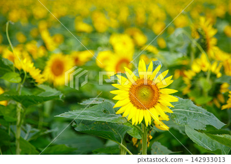 Sunflower field Sunflower field 142933013