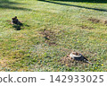 Upside down kitchen cookware used to cover underground mole traps set in a backyard lawn 142933025