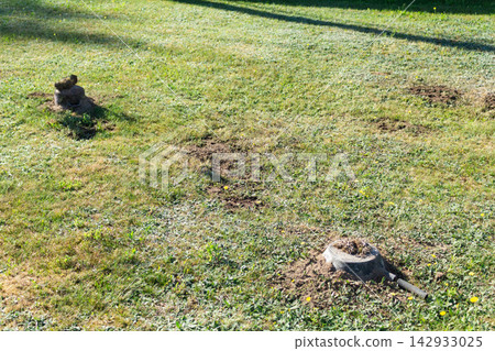 Upside down kitchen cookware used to cover underground mole traps set in a backyard lawn Upside down kitchen cookware used to cover underground mole traps set in a backyard lawn 142933025