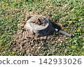 Old metal frying pan placed upside down over a mole trap hole on a green lawn 142933026