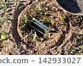 Metal mole claw trap installed inside a hole in the ground with an open frying pan nearby 142933027