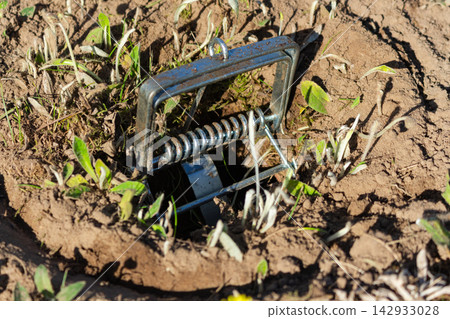 Steel scissor mole trap placed in a lawn hole for underground rodent pest control Steel scissor mole trap placed in a lawn hole for underground rodent pest control 142933028