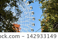 new Ferris wheel behind autumn tree branches 142933149