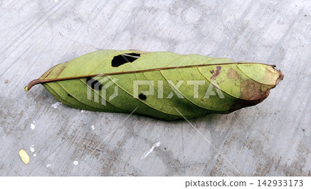 A damaged green leaf lies on the concrete surface. 142933173