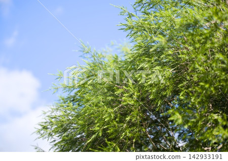 綠色在藍天閃耀 綠色在藍天閃耀 142933191