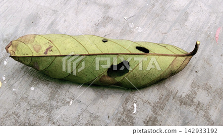 Single Fallen Damaged Green Leaf on Grey Concrete Single Fallen Damaged Green Leaf on Grey Concrete 142933192