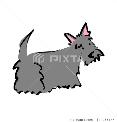 Cute illustration with a Scottish Terrier looking back. Doodle pet portrait. 142933477