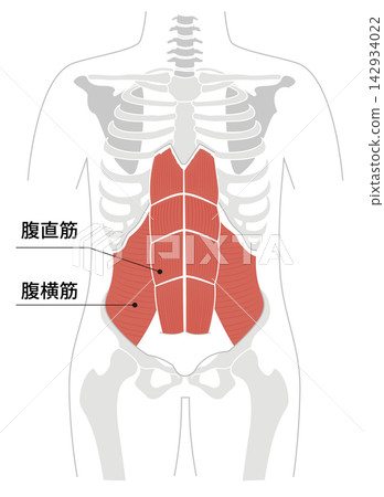 腹部肌肉和人體骨骼的簡單解剖圖。 腹部肌肉和人體骨骼的簡單解剖圖。 142934022