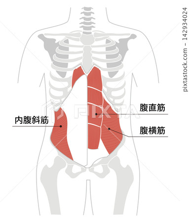 腹部肌肉和人體骨骼的簡單解剖圖。 腹部肌肉和人體骨骼的簡單解剖圖。 142934024