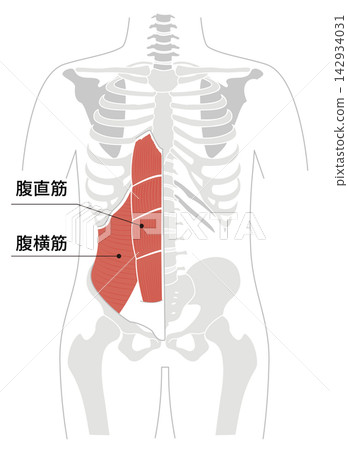 A simple anatomical diagram of the abdominal muscles and the human skeleton. A simple anatomical diagram of the abdominal muscles and the human skeleton. 142934031