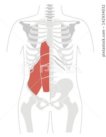 A simple anatomical diagram of the abdominal muscles and the human skeleton. A simple anatomical diagram of the abdominal muscles and the human skeleton. 142934032