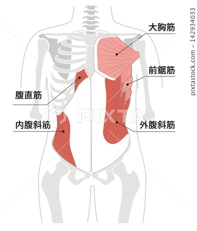 A simple anatomical diagram of the abdominal muscles and the human skeleton. A simple anatomical diagram of the abdominal muscles and the human skeleton. 142934033