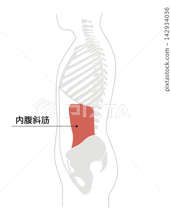 腹部肌肉和人體骨骼的簡單解剖圖。 腹部肌肉和人體骨骼的簡單解剖圖。 142934036