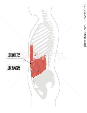 A simple anatomical diagram of the abdominal muscles and the human skeleton. A simple anatomical diagram of the abdominal muscles and the human skeleton. 142934039