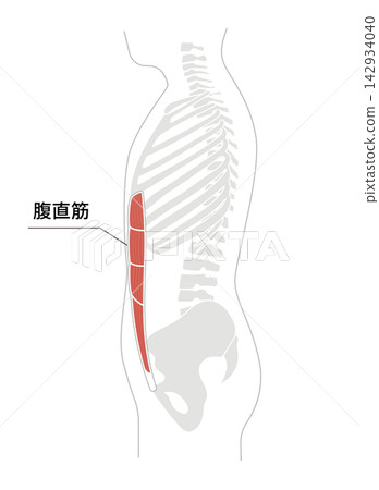 A simple anatomical diagram of the abdominal muscles and the human skeleton. A simple anatomical diagram of the abdominal muscles and the human skeleton. 142934040