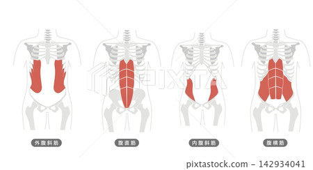 A simple anatomical diagram of the abdominal muscles and the human skeleton. A simple anatomical diagram of the abdominal muscles and the human skeleton. 142934041