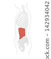 A simple anatomical diagram of the abdominal muscles and the human skeleton. 142934042
