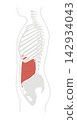 A simple anatomical diagram of the abdominal muscles and the human skeleton. 142934043