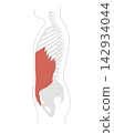 A simple anatomical diagram of the abdominal muscles and the human skeleton. 142934044