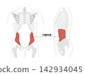 A simple anatomical diagram of the abdominal muscles and the human skeleton. 142934045