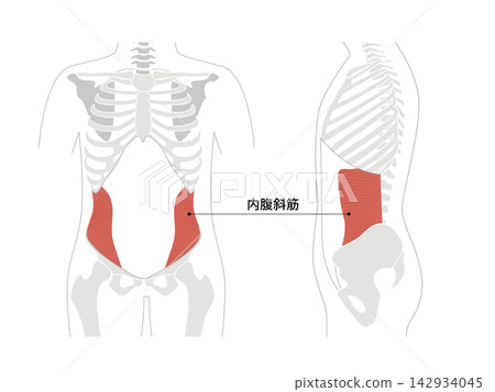 A simple anatomical diagram of the abdominal muscles and the human skeleton. A simple anatomical diagram of the abdominal muscles and the human skeleton. 142934045