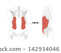 A simple anatomical diagram of the abdominal muscles and the human skeleton. 142934046