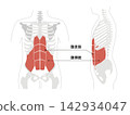 A simple anatomical diagram of the abdominal muscles and the human skeleton. 142934047