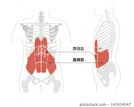 A simple anatomical diagram of the abdominal muscles and the human skeleton. A simple anatomical diagram of the abdominal muscles and the human skeleton. 142934047