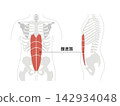 A simple anatomical diagram of the abdominal muscles and the human skeleton. 142934048