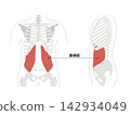 A simple anatomical diagram of the abdominal muscles and the human skeleton. 142934049