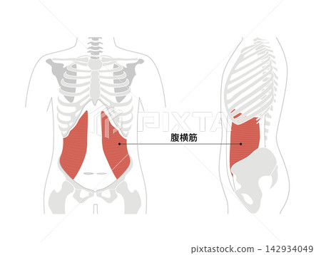A simple anatomical diagram of the abdominal muscles and the human skeleton. A simple anatomical diagram of the abdominal muscles and the human skeleton. 142934049