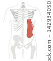 A simple anatomical diagram of the abdominal muscles and the human skeleton. 142934050