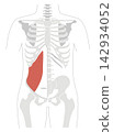 A simple anatomical diagram of the abdominal muscles and the human skeleton. 142934052