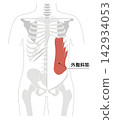 A simple anatomical diagram of the abdominal muscles and the human skeleton. 142934053
