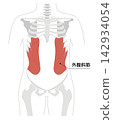 A simple anatomical diagram of the abdominal muscles and the human skeleton. 142934054