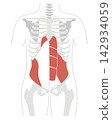 A simple anatomical diagram of the abdominal muscles and the human skeleton. 142934059