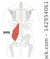 A simple anatomical diagram of the abdominal muscles and the human skeleton. 142934061