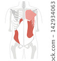 A simple anatomical diagram of the abdominal muscles and the human skeleton. 142934063