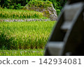 New rice and watermill 142934081